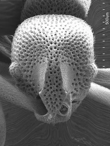 Discothyrea oculata specimen