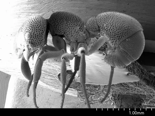 Discothyrea oculata specimen