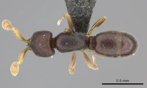 Discothyrea patrizii specimen