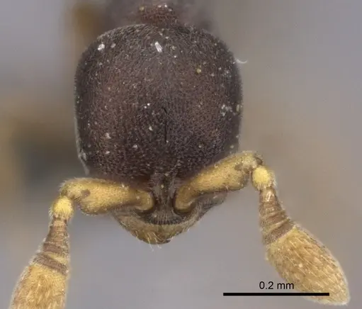 Discothyrea patrizii specimen