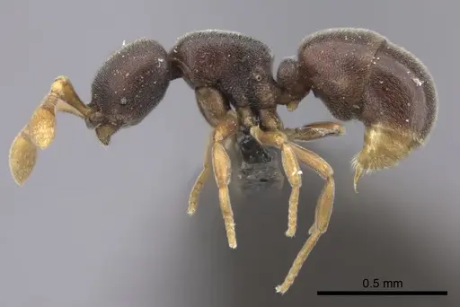 Discothyrea patrizii specimen