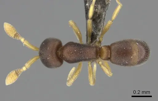 Discothyrea patrizii - CASENT0235474