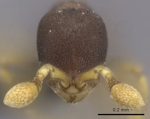 Discothyrea patrizii - CASENT0235474