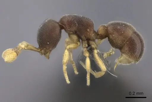 Discothyrea patrizii - CASENT0235474