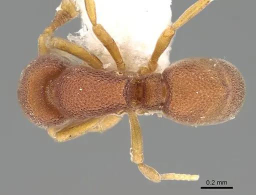 Discothyrea penthos specimen