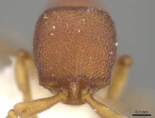 Discothyrea penthos specimen