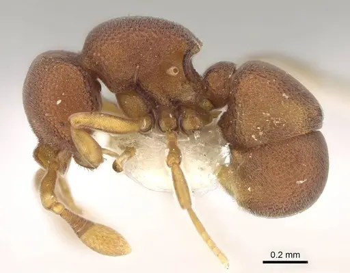 Discothyrea penthos specimen