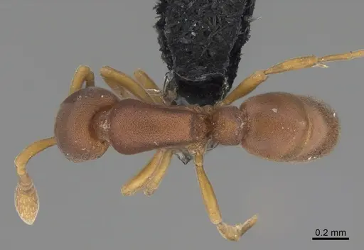 Discothyrea poweri specimen