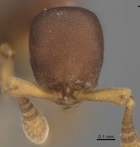 Discothyrea poweri specimen