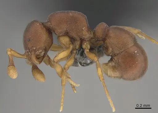 Discothyrea poweri specimen