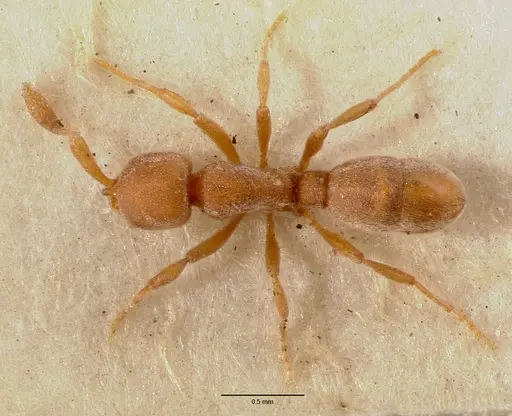 Discothyrea poweri - SAM-ENT-0011509