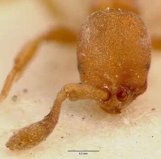 Discothyrea poweri - SAM-ENT-0011509