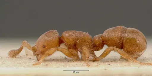 Discothyrea poweri - SAM-ENT-0011509