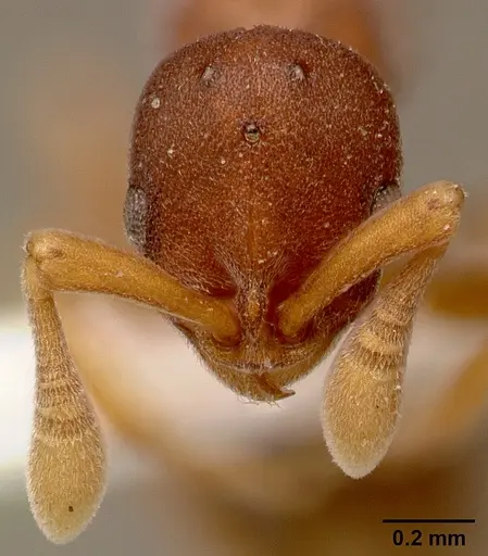 Discothyrea poweri - SAM-HYM-C000124