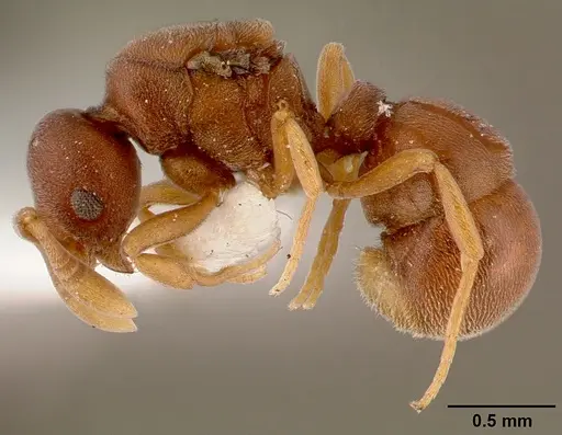 Discothyrea poweri - SAM-HYM-C000124