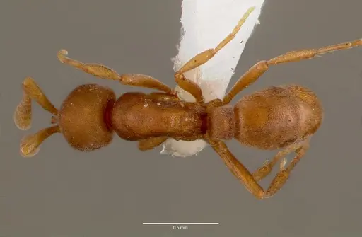 Discothyrea poweri - SAM-HYM-C007942