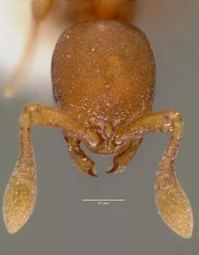 Discothyrea poweri - SAM-HYM-C007942