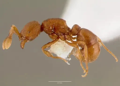 Discothyrea poweri - SAM-HYM-C007942