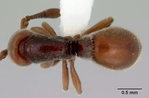 Discothyrea remingtoni specimen