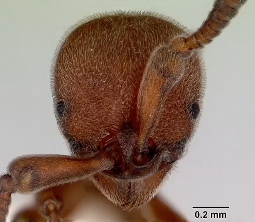 Discothyrea remingtoni specimen