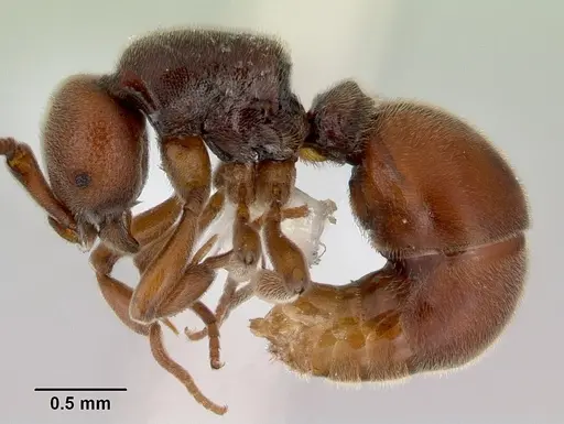 Discothyrea remingtoni specimen