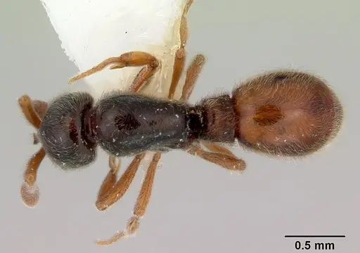 Discothyrea remingtoni - CASENT0172103