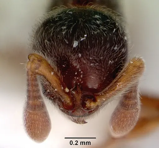 Discothyrea remingtoni - CASENT0172103