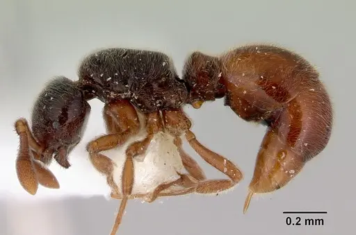 Discothyrea remingtoni - CASENT0172103