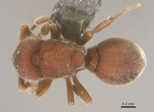 Discothyrea sauteri specimen