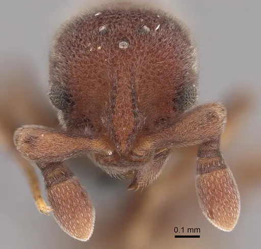 Discothyrea sauteri specimen