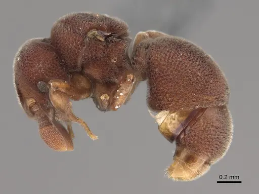 Discothyrea sauteri specimen