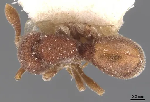 Discothyrea sauteri - CASENT0907207