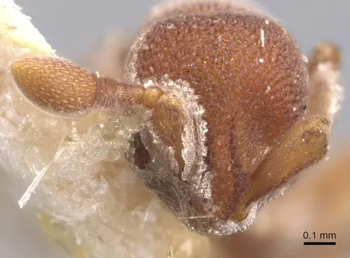 Discothyrea sauteri - CASENT0907207