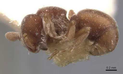 Discothyrea sauteri - CASENT0907207