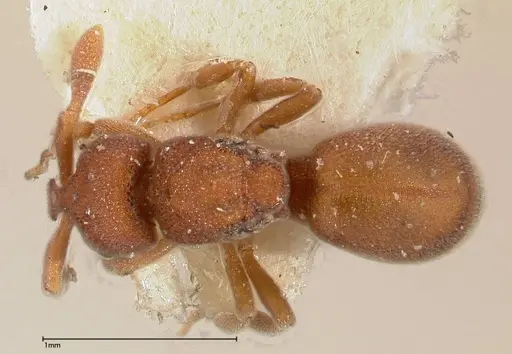 Discothyrea sauteri - FOCOL0377