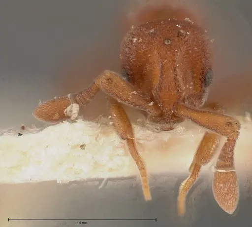 Discothyrea sauteri - FOCOL0377