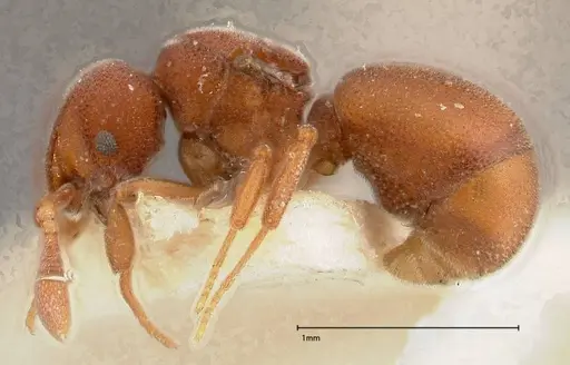 Discothyrea sauteri - FOCOL0377