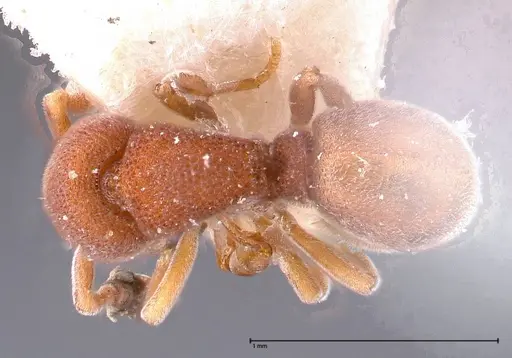 Discothyrea sauteri - FOCOL0378-1