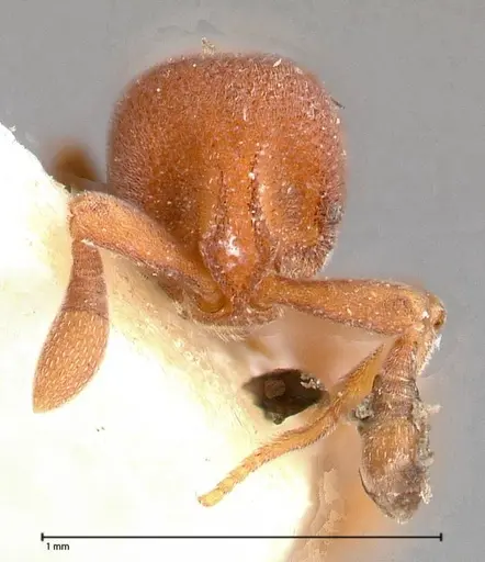 Discothyrea sauteri - FOCOL0378-1