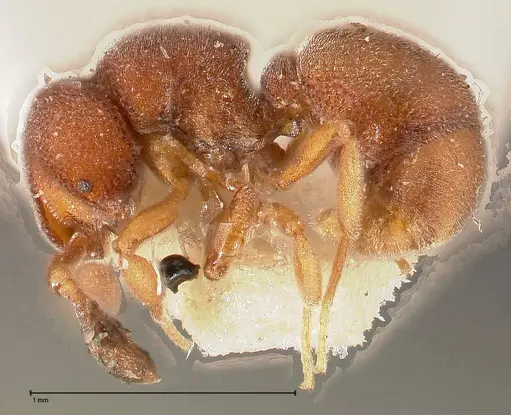 Discothyrea sauteri - FOCOL0378-1