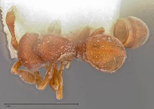 Discothyrea sauteri - FOCOL0378-2