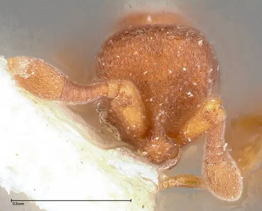 Discothyrea sauteri - FOCOL0378-2