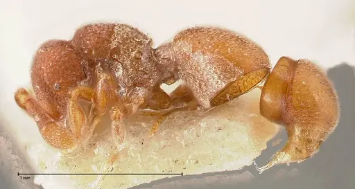 Discothyrea sauteri - FOCOL0378-2