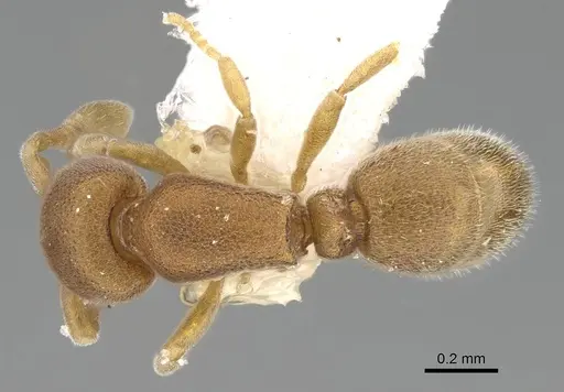 Discothyrea schulzei specimen