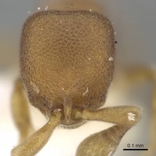 Discothyrea schulzei specimen