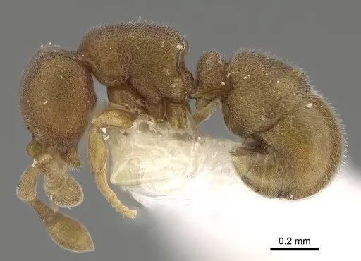 Discothyrea schulzei specimen