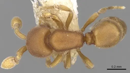 Discothyrea sexarticulata specimen