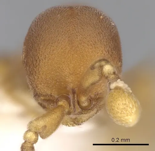 Discothyrea sexarticulata specimen