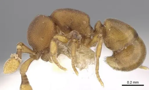 Discothyrea sexarticulata - CASENT0281862