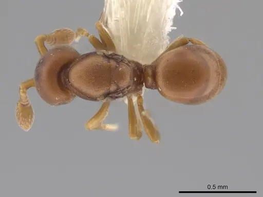 Discothyrea sexarticulata - CASENT0640016